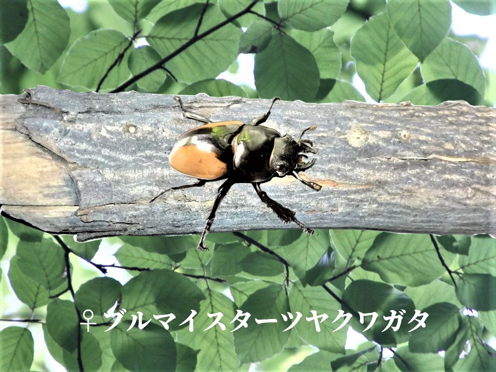 ブルマイスター画像メス