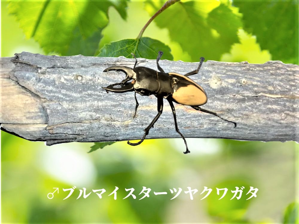 ブルマイスター画像オス