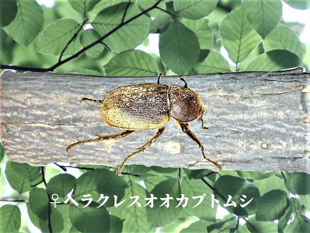 ヘラクレス画像メス