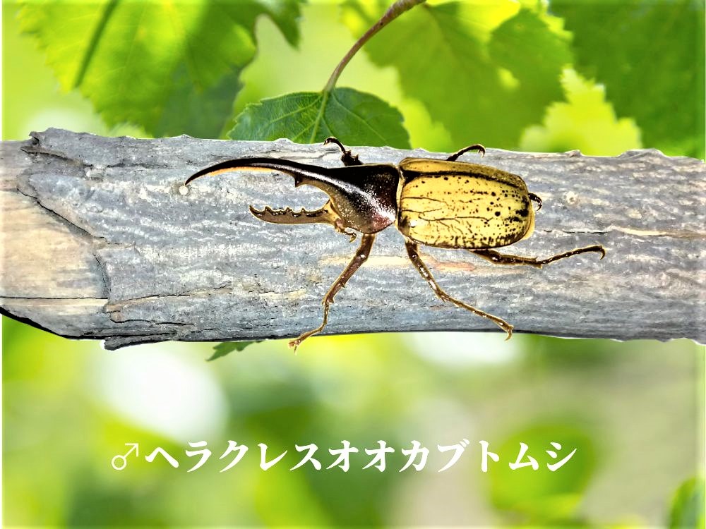 ヘラクレス画像オス