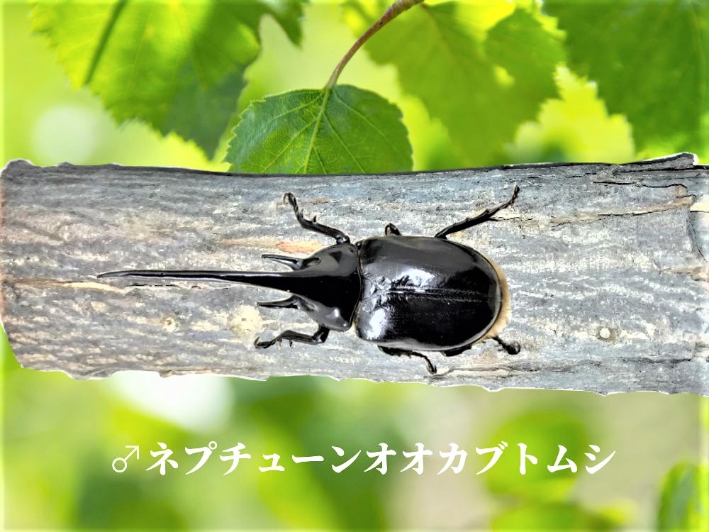 ネプチューン画像オス