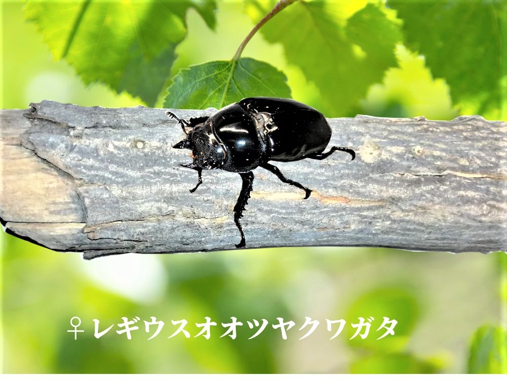 レギウス画像メス
