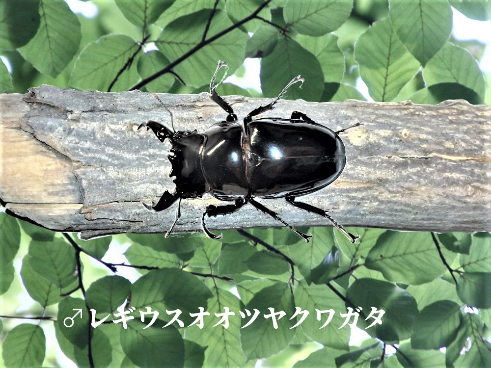 レギウス画像オス