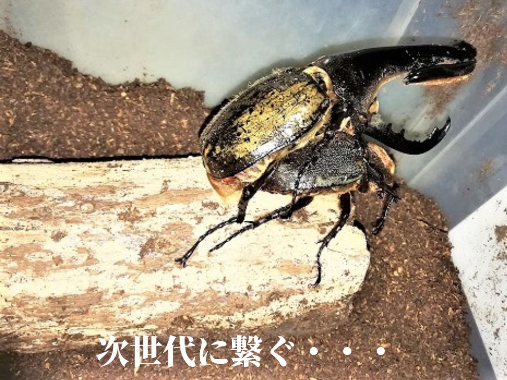 画像１