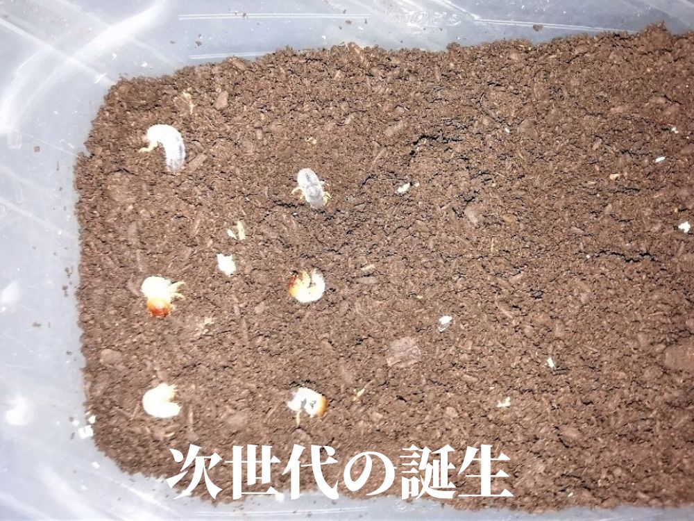 画像３