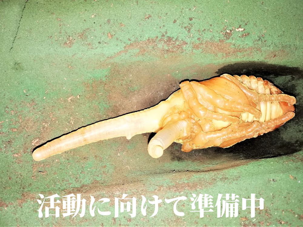 画像３