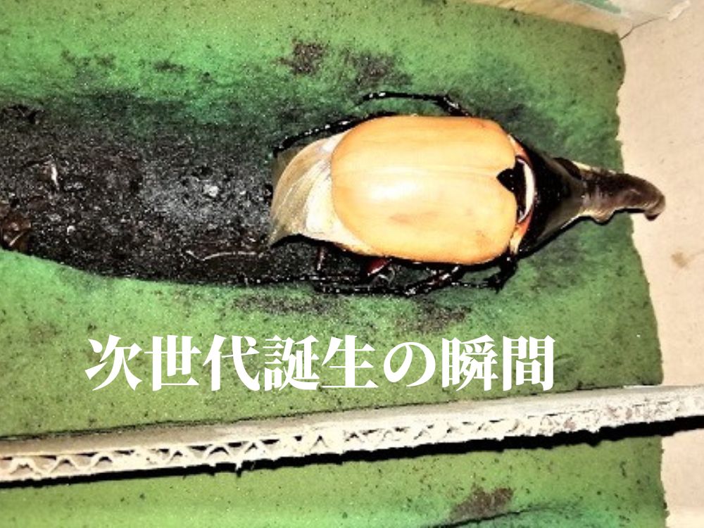 画像３