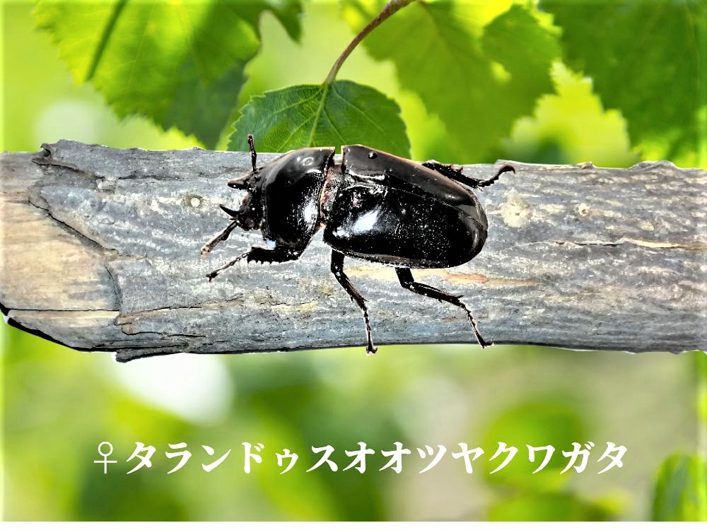 タランドゥス画像メス