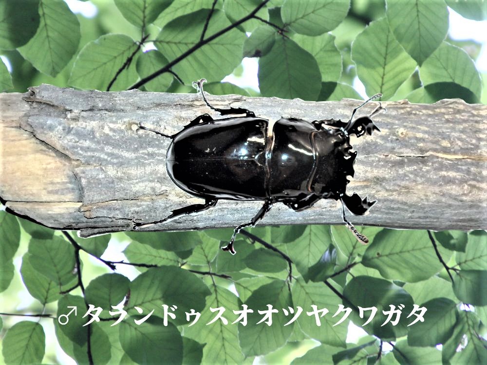 タランドゥス画像オス